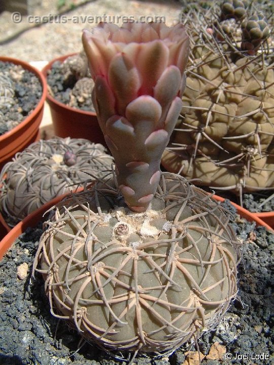 Gymnocalycium spegazzinii Dscf0908